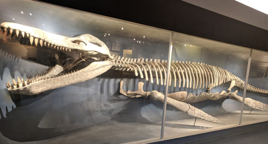 Fossil in museum